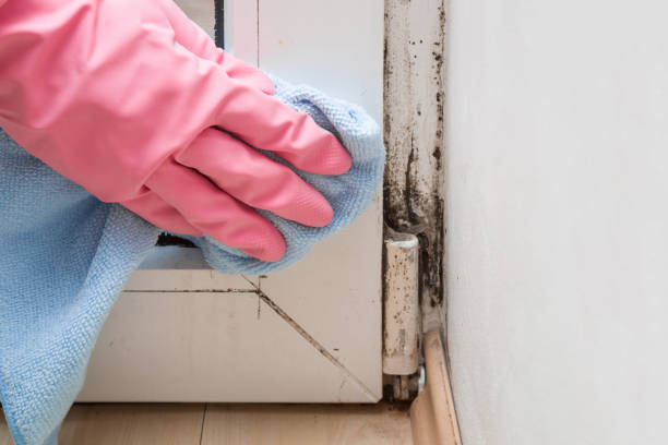 Best Emergency Mold Remediation in Newport, SC